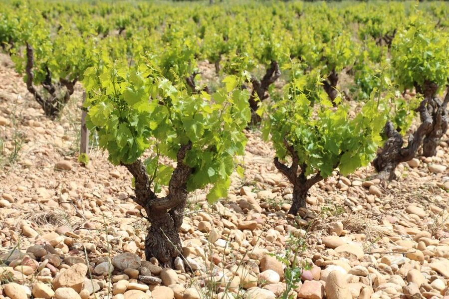 From Aix-en-Provence: Châteauneuf du Pape Wineries Day Trip - The second estate visit after lunch