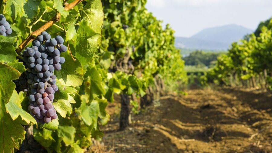 From Aix-en-Provence: Châteauneuf du Pape Wineries Day Trip - The 75-minute ride from Aix-en-Provence