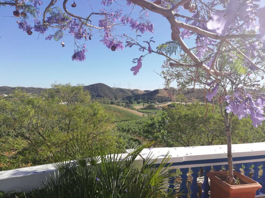 From Albufeira: Wine Tasting & Historic Silves Tour - Silves castle and the 30-minute stop