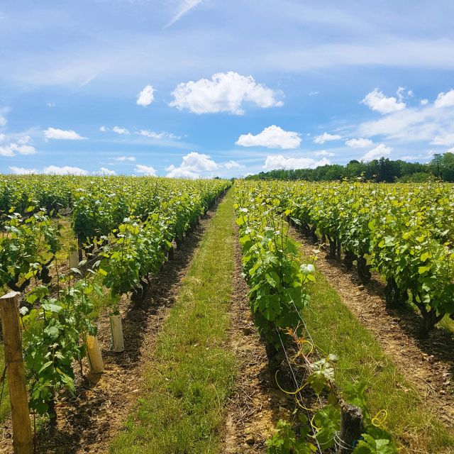 From Amboise: Villandry, Azay-le-Rideau & Local Wineries - Who should book this Loire Valley day?