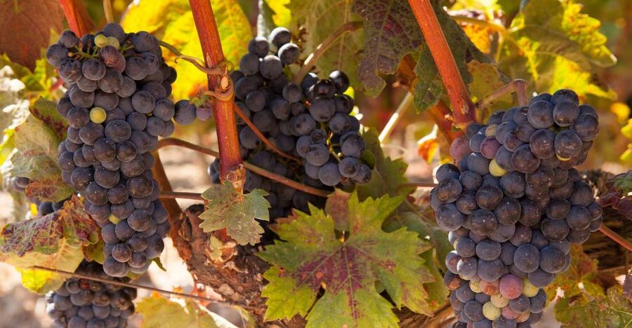 From Atlanta: Half-Day or Full-Day Wine Country Tasting Trip - What the guide adds to the day