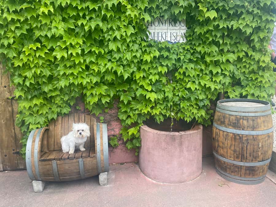 From Auckland: Waiheke Island Wineries' Tour - Who will enjoy this tour most
