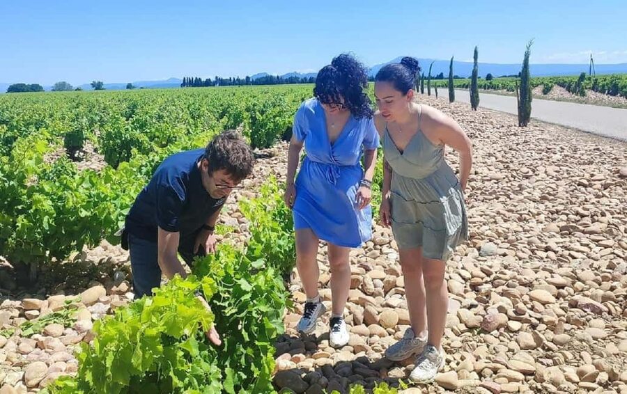 From Avignon: Châteauneuf du Pape Half-Day Wine Tour - The guides shape the tone of the day