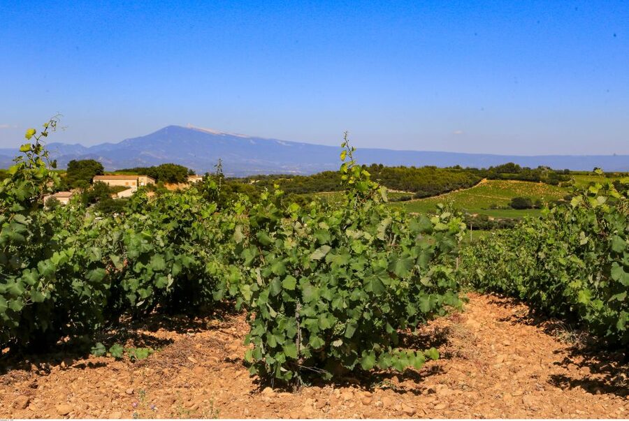 From Avignon: Half-Day Great Vineyards Tour - Key points at a glance