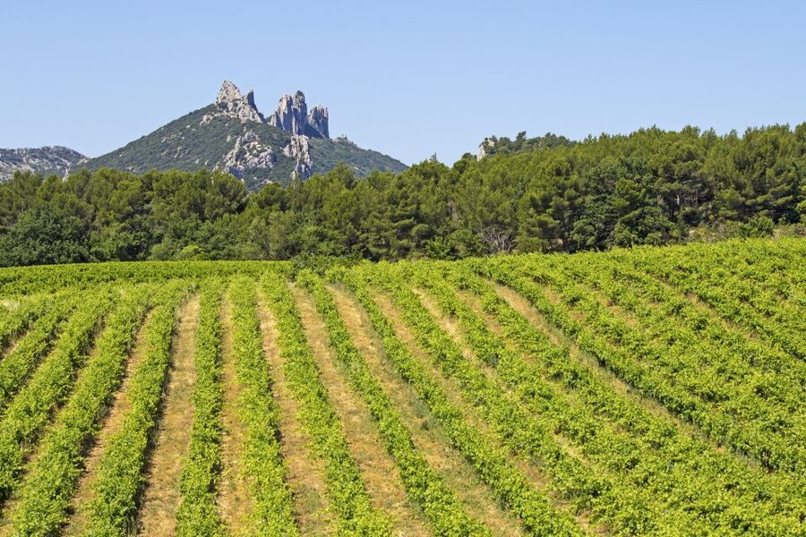 From Avignon: Half-Day Great Vineyards Tour - What you see between the wine stops