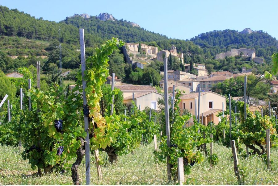 From Avignon: Half-Day Great Vineyards Tour - Learning terroir without a lecture