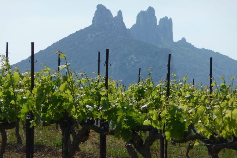 From Avignon: Half-Day Great Vineyards Tour - Who should book this five-hour tour
