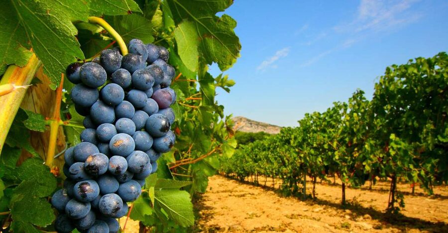 From Avignon: Half-Day Great Vineyards Tour - Meeting in Avignon and settling into the van