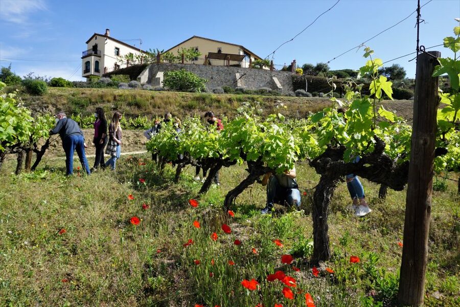 From Barcelona: E-Bike and Sailing Tour with Wine Tastings - Inside the Alella winery