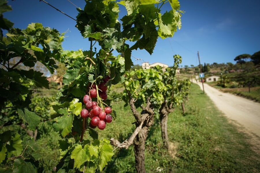 From Barcelona: E-Bike and Sailing Tour with Wine Tastings - Practical details that affect your day
