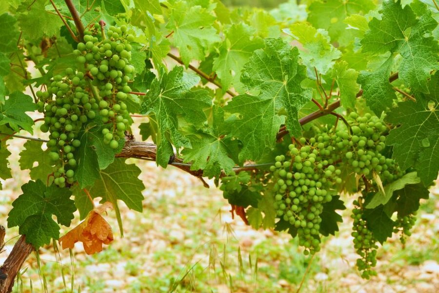 From Barcelona: Priorat's Exclusive Cellars, Wines & Nature - How the price works out
