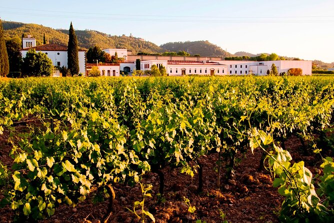From Barcelona: Wine Cellar Visit in Penedes with Tasting - What the $53 price really covers
