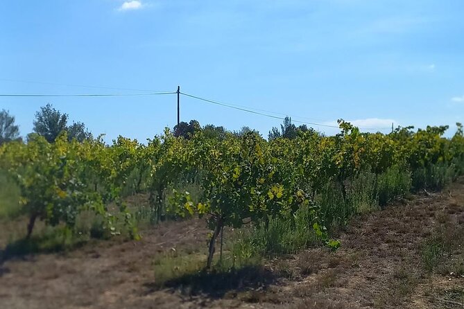 From Barcelona Wine Tasting in 2 Priorat Wineries and Food - What the private format changes