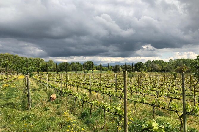 From Barcelona Wine Tasting in 2 Priorat Wineries and Food - Timing, transport, and the return to Barcelona
