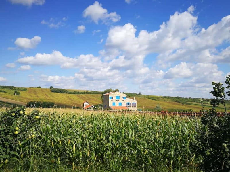 From Belgrade: Novi Sad & Fruska gora & winery and monastery - Key points to know before you book