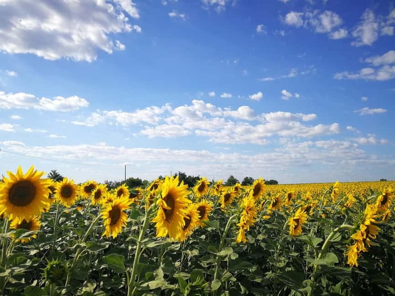 From Belgrade: Novi Sad & Fruska gora & winery and monastery - Who should book this day?