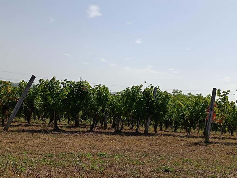 From Belgrade: Oplenac mausoleum Royal tour with winery - Who will get the most from this tour