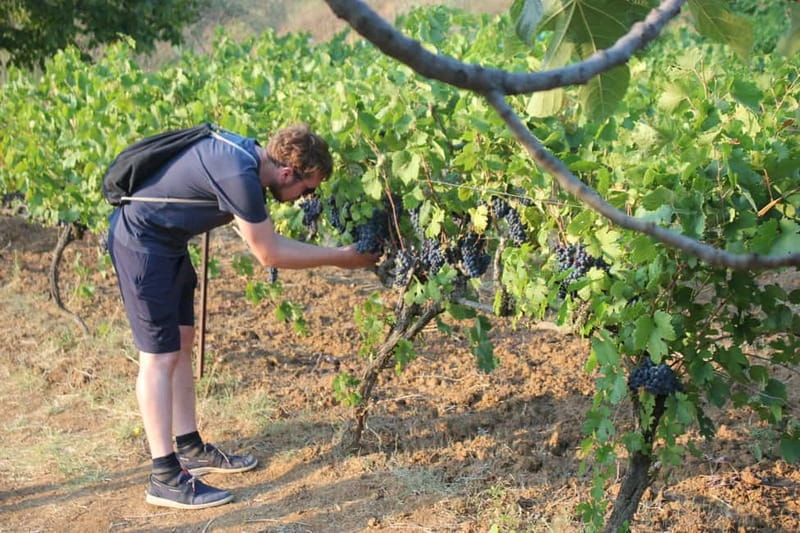 From Berat: Guided Winery Tour with Transfers and Tastings - Arriving at one of three family wineries