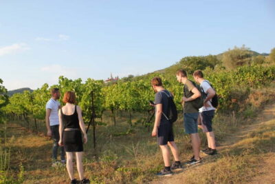 From Berat: Guided Winery Tour with Transfers and Tastings