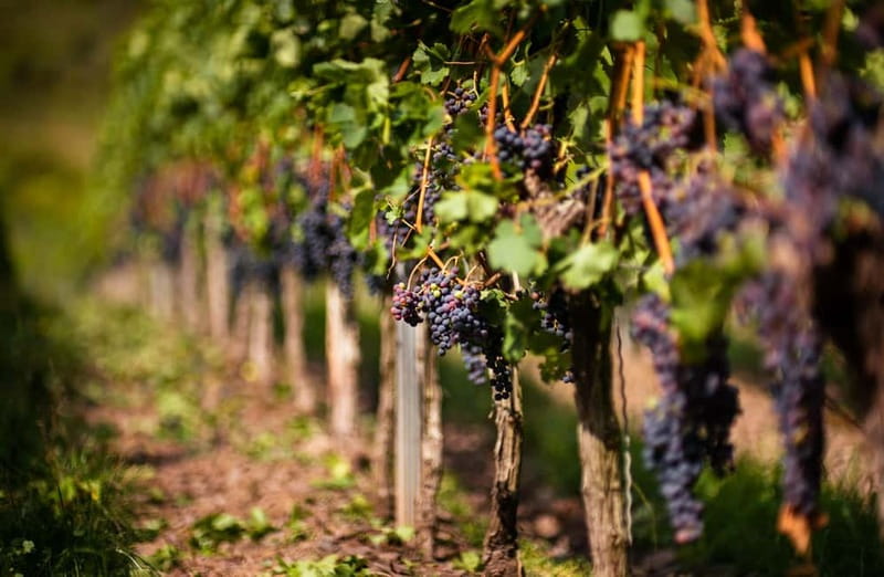 From Bilbao: La Rioja Wineries Day Trip with Wine Tastings - Key points at a glance