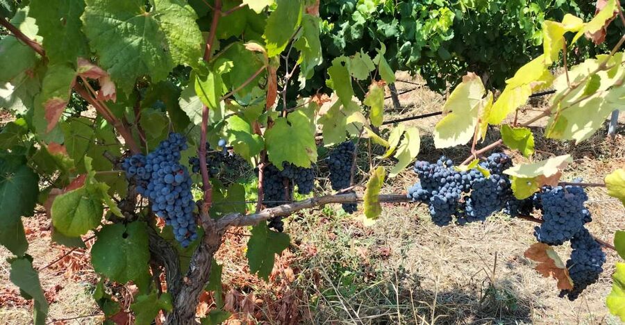 From Cagliari: Wine Cellar Tour with Tastings - From Cagliari to the vineyard