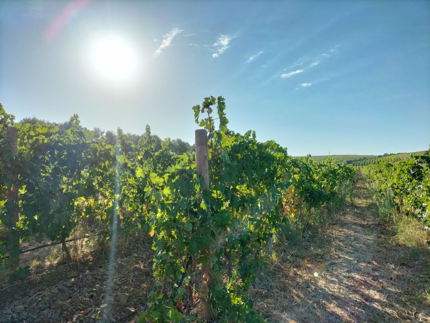 From Cagliari: Wine Cellar Tour with Tastings - Four glasses, four different lessons