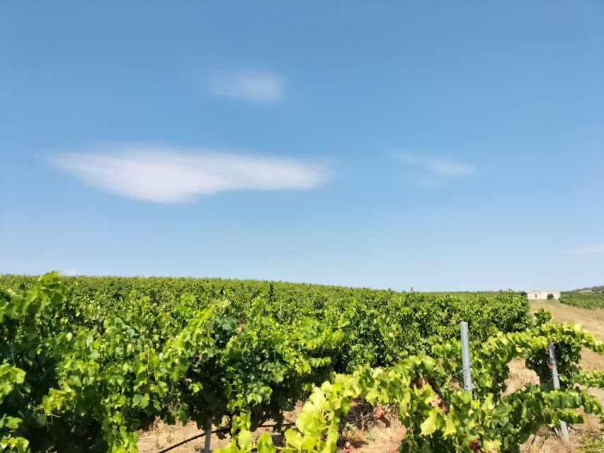 From Cagliari: Wine Cellar Tour with Tastings - Is $118.95 a fair price?