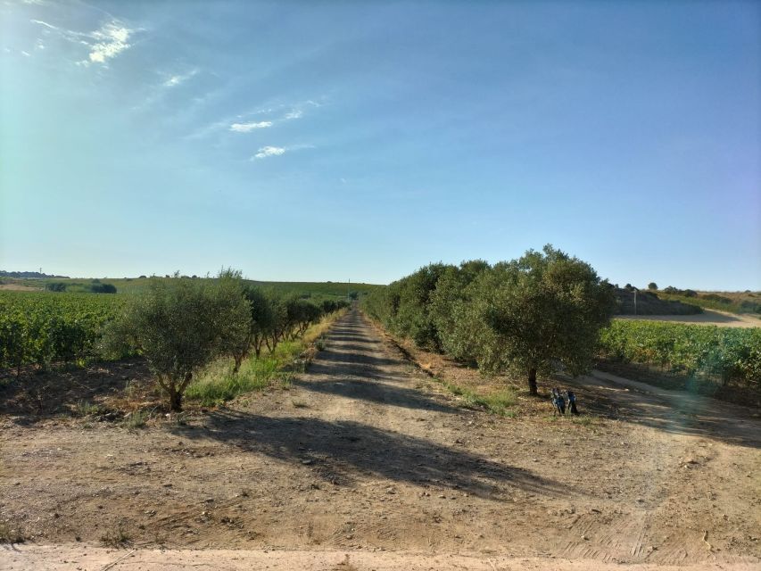 From Cagliari: Wine Cellar Tour with Tastings - Practical planning for your four hours