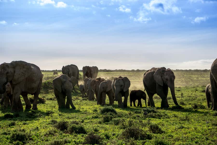 From Cape Town: 7-Day Garden Route, Addo and Winelands Combo - Day 5: Addo elephants and an afternoon at Jeffreys Bay