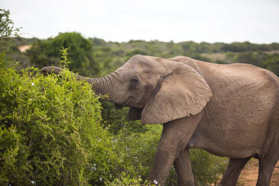 From Cape Town: 7-Day Garden Route, Addo and Winelands Combo - Day 1: Fairview, Muratie, and Franschhoek
