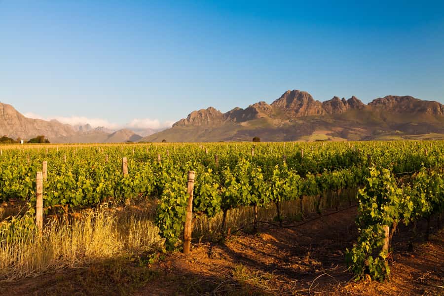 From Cape Town: Half Day Winelands Tour with winetasting - The Stellenbosch drive and Dorp Street