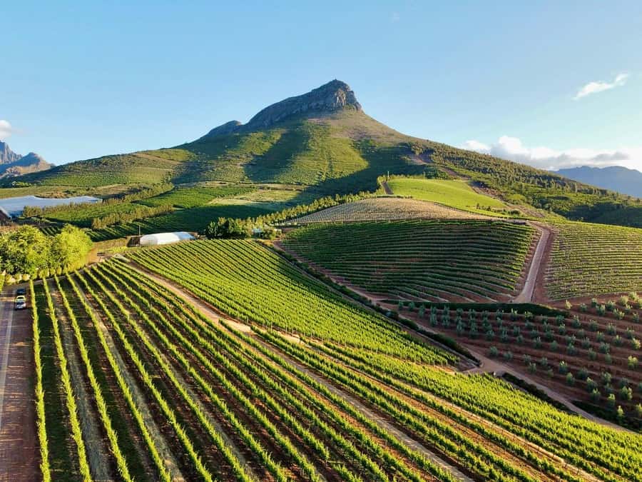 From Cape Town: Winelands Full Day Tour and Wine Tasting - Key points to know before you book