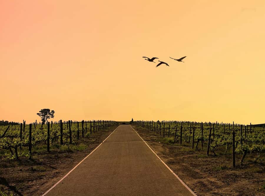 From Cape Town: Winelands Full Day Tour and Wine Tasting - Stellenbosch: wine, Cape Dutch streets, and your first tasting