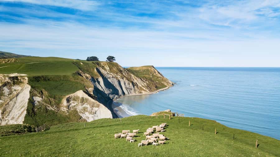 From Christchurch: Sheep Farm Experience with Lunch & Winery - Louise’s Lookout and a proper picnic lunch