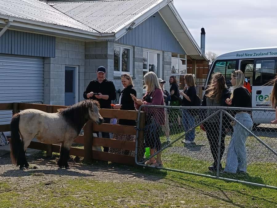 From Christchurch: Sheep Farm Experience with Lunch & Winery - Sheep shearing, lambs, and dogs in action