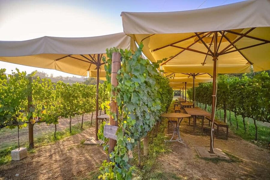From Florence: Wine Tasting and Dinner in Chianti Vineyards - Key points to know before booking