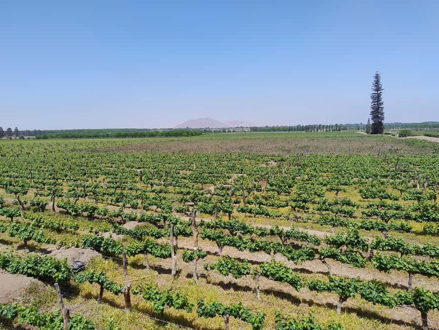From Ica or Huacachina: Tour to Tacama Vineyard and Artisanal Winery. - Key points to know before booking