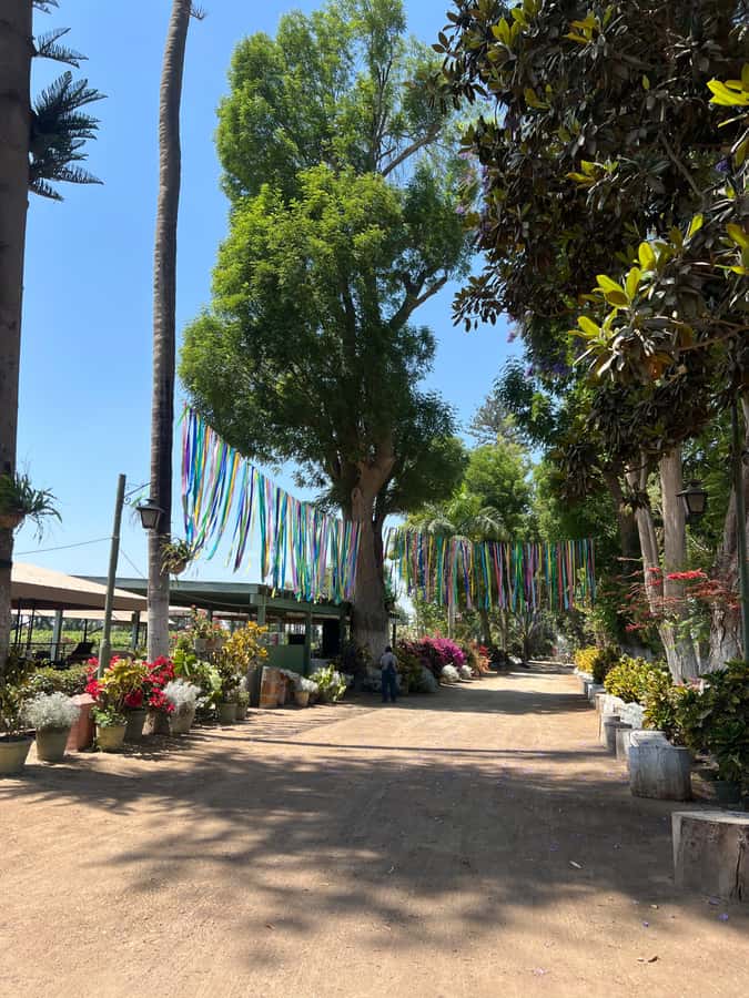 From Ica or Huacachina: Tour to Tacama Vineyard and Artisanal Winery. - La Vieja Bodega Lovera and the family story