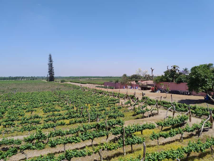 From Ica or Huacachina: Tour to Tacama Vineyard and Artisanal Winery. - Getting started from Ica or Huacachina