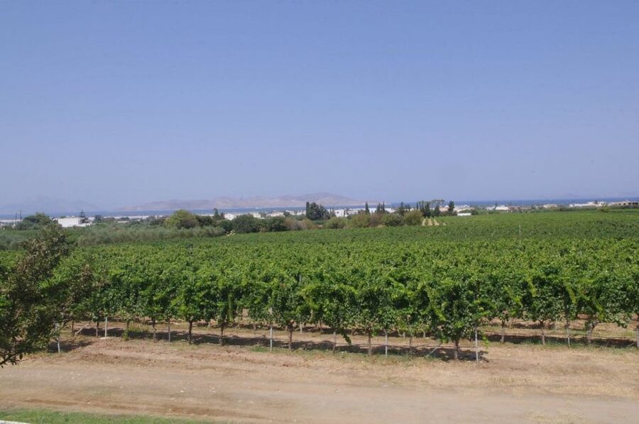 From Kos: Tour of 2 Wineries with Wine Tasting & Small Bites - Should you book the Kos winery tour?