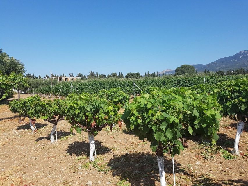 From Kos: Tour of 2 Wineries with Wine Tasting & Small Bites - Petra Marinou: a family tradition among the vines