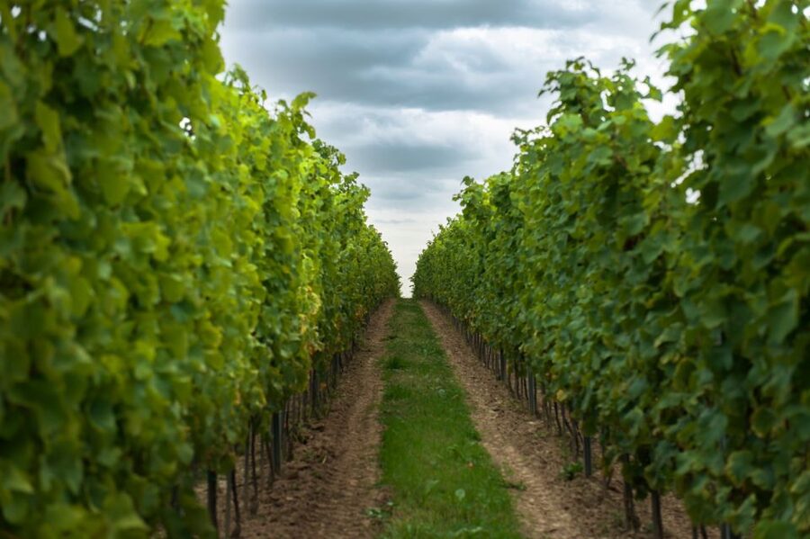 From Krakow: Wine Tasting at Vineyard - Cheese and cold cuts cost extra