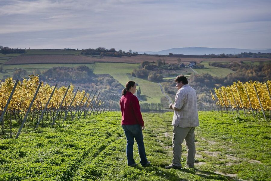 From Krakow: Wine Tasting at Vineyard - Is $224 a fair price for three hours?