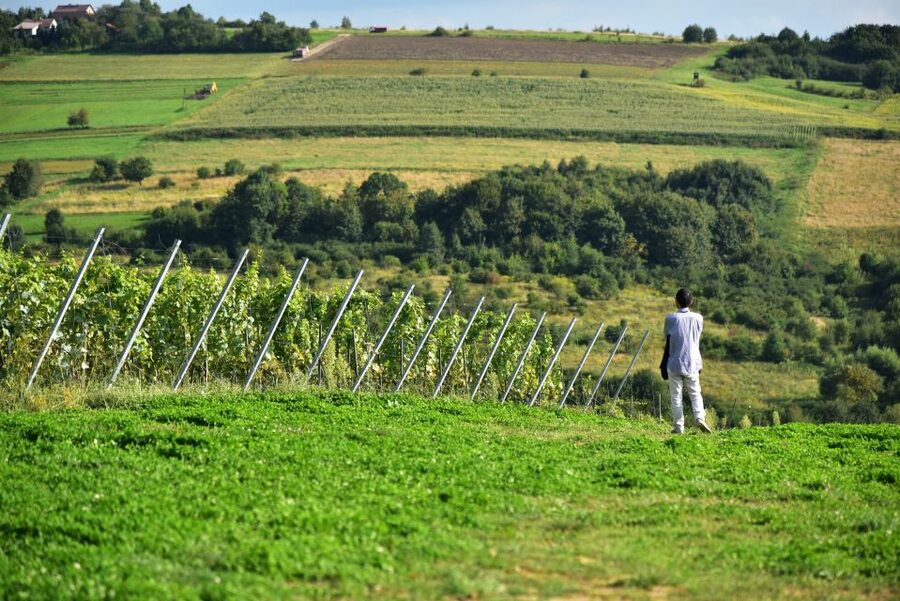 From Krakow: Wine Tasting at Vineyard - Timing, language, and group size matter