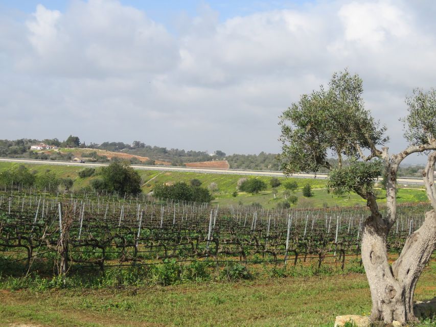 From Lagos: Private Algarve Wineries Tour with Tastings - Timing, pickup, and practical details
