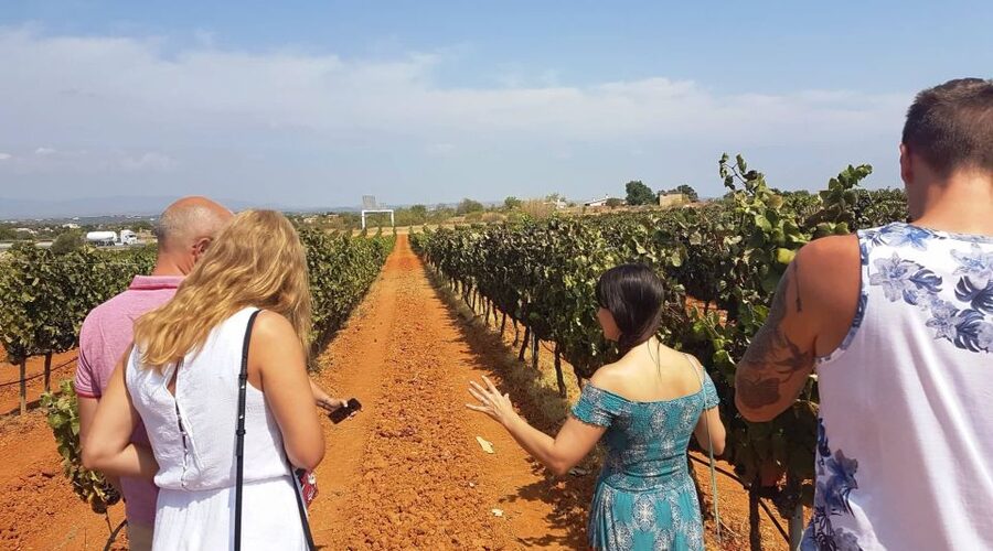 From Lagos: Private Algarve Wineries Tour with Tastings - Quinta do Francês and its eight hectares of vines