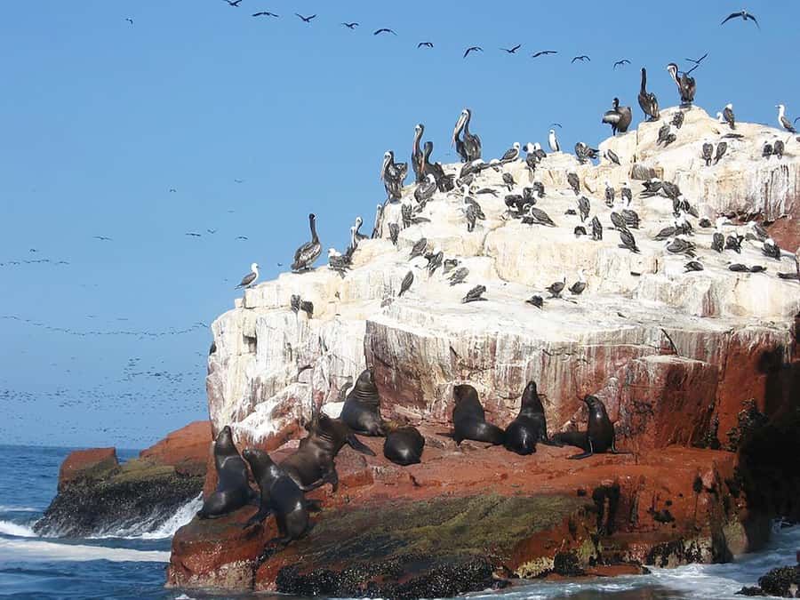From Lima: Ballestas Islands, Huacachina, and Vineyard Tour - The long ride back to Lima