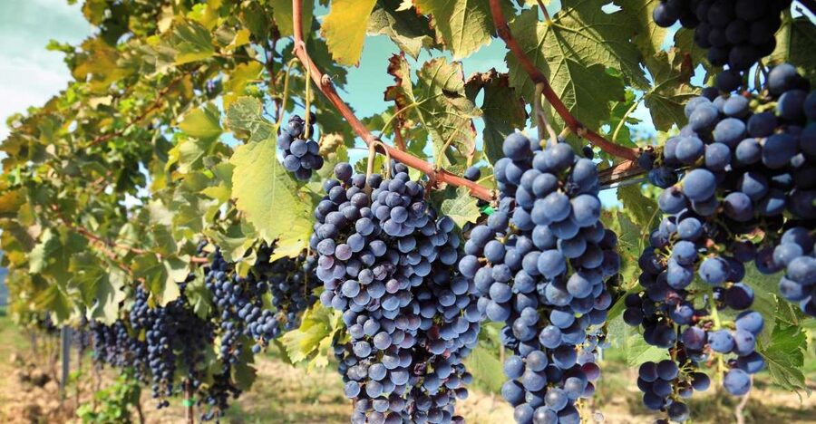 From Madrid: Alcalá de Henares, Winery Tour & Wine Tasting - Key points to know before booking