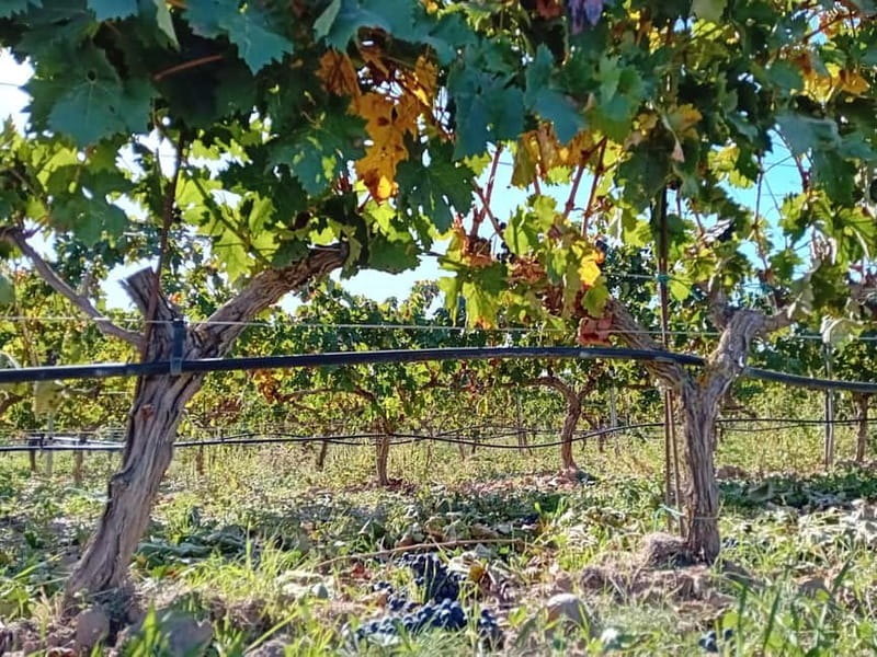 From Madrid: Ribera del Duero 3 Wineries + Traditional Lunch - Lechazo lunch in a Castilian village