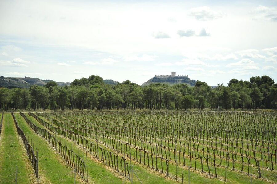 From Madrid: Ribera del Duero Tour of 3 Wineries w/ Tastings - First winery: a polished modern introduction